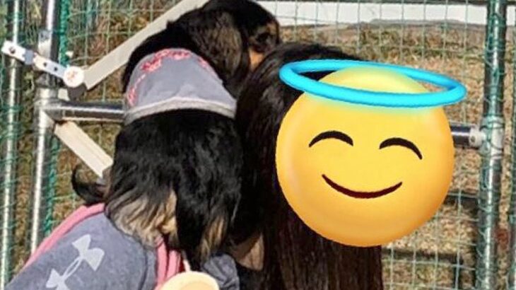 ドッグランに『他の犬がいる時』は避難してしまう犬→『誰もいない時』は…あからさま過ぎる光景に6万いいね「擬態ｗｗ」「可愛すぎる」と反響(ブログ)