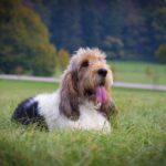 グランド・バセット・グリフォン・バンデーン｜犬種の特徴と性格、飼い方や価格相場まで解説(ブログ)