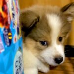 収容されていた『野犬の子犬』を飼った結果→辛い経験を経て…涙が止まらない『2年間の成長記録』が265万再生「愛情深さに感動…」「泣いた」(ブログ)