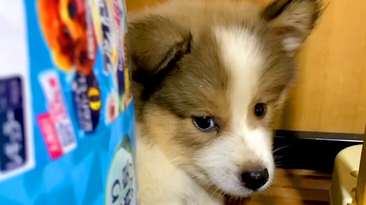 収容されていた『野犬の子犬』を飼った結果→辛い経験を経て…涙が止まらない『2年間の成長記録』が265万再生「愛情深さに感動…」「泣いた」(ブログ)