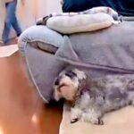 おしっこを盛大に失敗した犬→『ママに怒られてしまう』と察して…人間の子どものような光景56万再生「覗くの可愛すぎて」「絶対わかってるｗ」(ブログ)