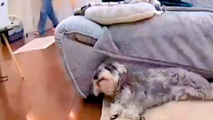 おしっこを盛大に失敗した犬→『ママに怒られてしまう』と察して…人間の子どものような光景56万再生「覗くの可愛すぎて」「絶対わかってるｗ」(ブログ)