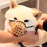 1年間シャンプーできなかった『噛みつき犬』→トリミングした結果…想像以上の光景が76万再生「抜け毛が凄すぎる」「フカフカでカワイイ」(ブログ)