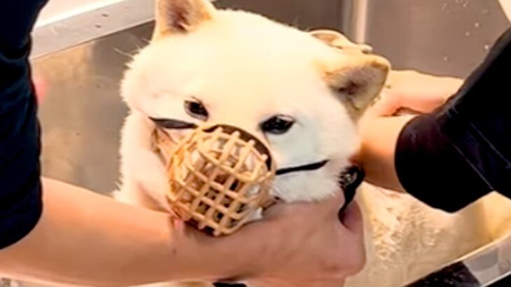 1年間シャンプーできなかった『噛みつき犬』→トリミングした結果…想像以上の光景が76万再生「抜け毛が凄すぎる」「フカフカでカワイイ」(ブログ)