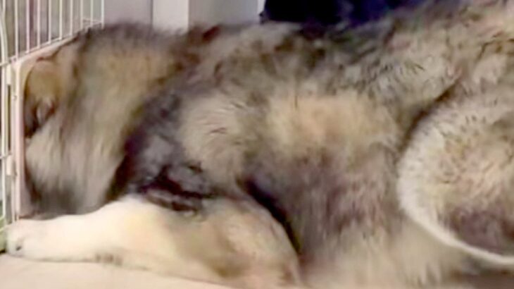 猫のケージを羨ましくなった大型犬→頭を突っ込んで…自分のサイズが分かっていない『衝撃の光景』が48万再生「満足してて草」「ごきげんｗｗ」(ブログ)