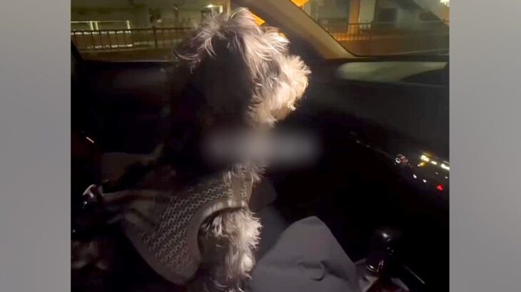 車で『お仕事帰りのママ』をお迎えにきた犬→見つけた瞬間、愛が爆発して…あまりにも尊い『おかえりの歓迎』に反響「疲れ吹っ飛ぶ」「可愛すぎ」(ブログ)