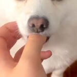 15時間ぶりに帰宅→ドアを開けたら、犬が出迎えて…赤ちゃんすぎる『まさかの甘え方』が243万再生「こんなの見たことない」「破壊力やばい」(ブログ)