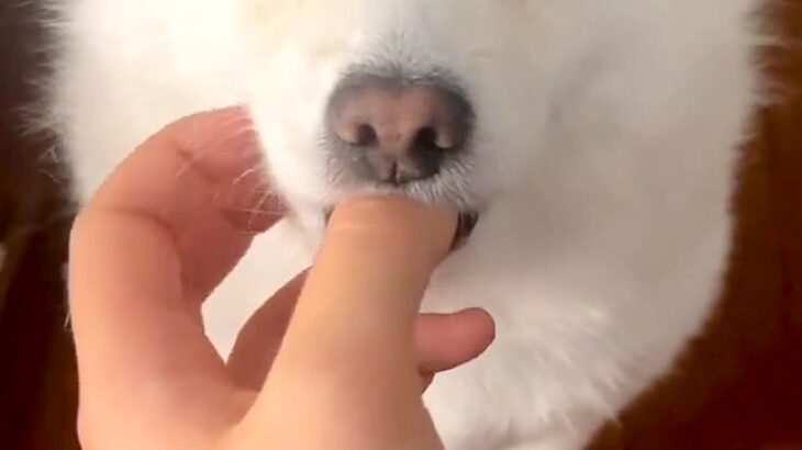 15時間ぶりに帰宅→ドアを開けたら、犬が出迎えて…赤ちゃんすぎる『まさかの甘え方』が243万再生「こんなの見たことない」「破壊力やばい」(ブログ)