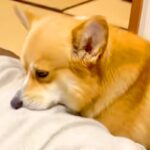 『焼肉を食べて帰宅した』結果→犬がニオイで気付いて、洋服を…思ってもみなかった『まさかの行動』に爆笑「エア焼肉バイキングｗ」「真剣で草」(ブログ)