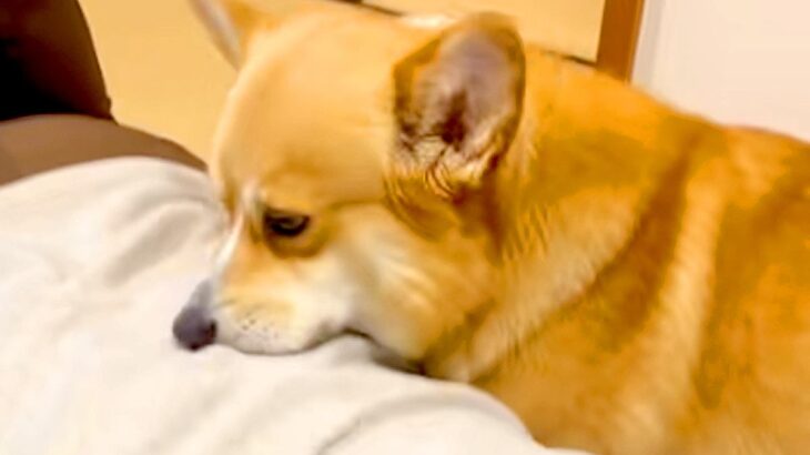 『焼肉を食べて帰宅した』結果→犬がニオイで気付いて、洋服を…思ってもみなかった『まさかの行動』に爆笑「エア焼肉バイキングｗ」「真剣で草」(ブログ)