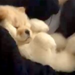 ママの腕にすっぽりおさまる、ぬいぐるみのような子犬→１年後…想像以上にデカく成長した光景に反響「今も昔も可愛い」「熊みたいｗ」「癒し」(ブログ)