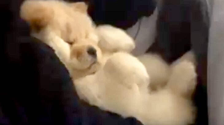 ママの腕にすっぽりおさまる、ぬいぐるみのような子犬→１年後…想像以上にデカく成長した光景に反響「今も昔も可愛い」「熊みたいｗ」「癒し」(ブログ)