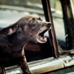 犬が『吠え続ける』4つの理由　静かにさせる方法はあるの？NG対応まで解説(ブログ)