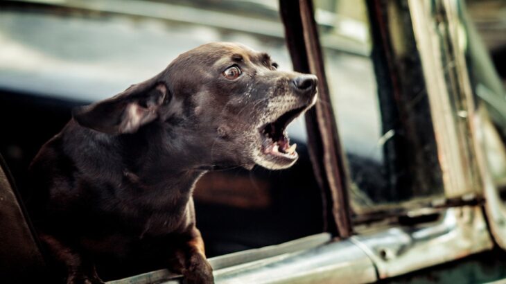 犬が『吠え続ける』4つの理由　静かにさせる方法はあるの？NG対応まで解説(ブログ)