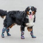 犬に『靴』を履かせるべきタイミング3つ　嫌がってしまう場合の対処法とは？(ブログ)