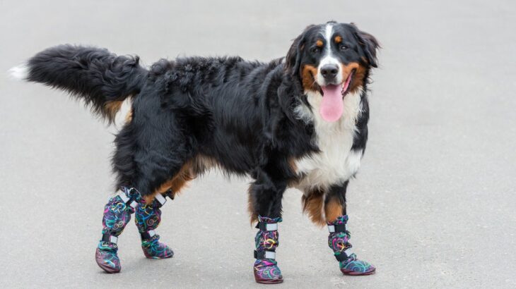 犬に『靴』を履かせるべきタイミング3つ　嫌がってしまう場合の対処法とは？(ブログ)