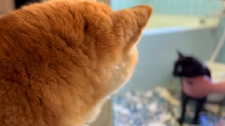 汚れて帰ってきた黒猫を『お風呂に入れた』結果→犬が心配して…保護者のように『オロオロと見守る光景』に反響「優しいお姉ちゃん」「声切ない」(ブログ)