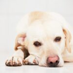犬の元気がなくなる『飼い主の行動』4つ　愛犬が落ち込んでいるときにみせる仕草や態度とは？(ブログ)