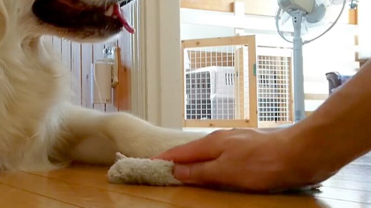 雑巾がけ中、大型犬が邪魔だったので『どいて』とお願いした結果…わざと過ぎる『まさかの対応』に反響「わかってやってるｗ」「犯罪級の可愛さ」(ブログ)