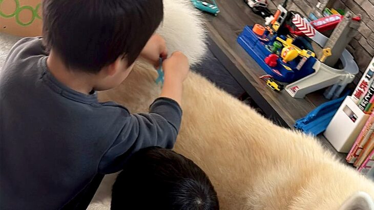 お祭りで『お医者さんセット』を手に入れた男の子たち→帰宅後、秋田犬に…微笑ましい光景に1万いいね「迷惑そうで可愛いｗ」「未来の獣医さん」(ブログ)