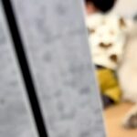 『赤ちゃんと超大型犬がいないな』と思い探した結果→ママに隠れてこっそりと…とんでもなく尊い『密会の様子』が30万再生「なにこの癒し空間」(ブログ)