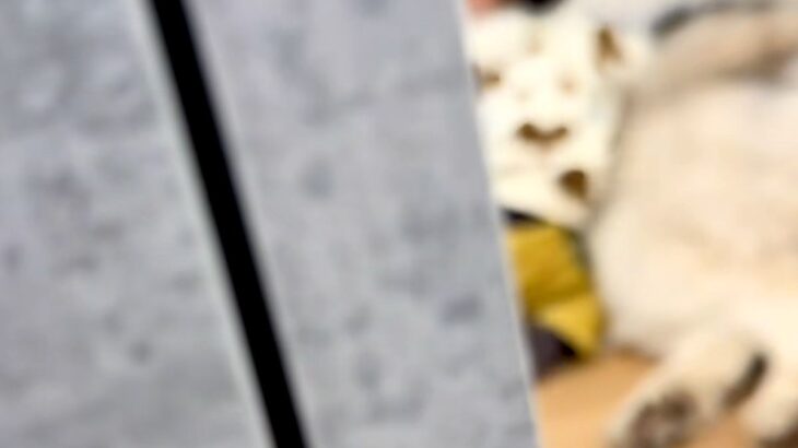 『赤ちゃんと超大型犬がいないな』と思い探した結果→ママに隠れてこっそりと…とんでもなく尊い『密会の様子』が30万再生「なにこの癒し空間」(ブログ)