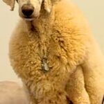 知らない子どもに『ヤギだー！』と間違われた大型犬→思わず二度見する『個性的なカット』がSNSで話題「めちゃ笑ったｗ」「マダムにも見える」(ブログ)
