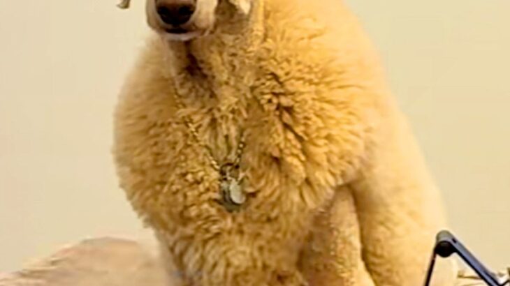 知らない子どもに『ヤギだー！』と間違われた大型犬→思わず二度見する『個性的なカット』がSNSで話題「めちゃ笑ったｗ」「マダムにも見える」(ブログ)