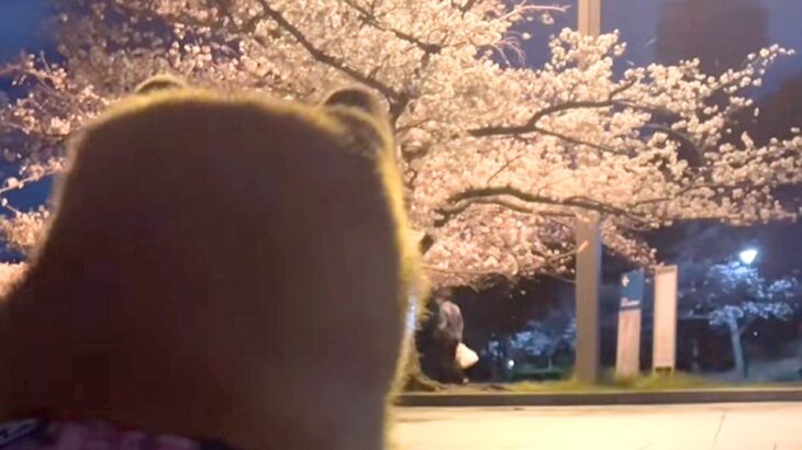 犬がいつもトイレをする場所に行くと『お花見』している人がいて…ジワジワくる『文句を言う光景』が66万再生「どけ言うてて草」「笑ったｗ」(ブログ)