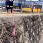 塀に登って歩いていた犬→気付いたら『高い所』まで行ってしまい…困り果てた『表情』に2万いいね「抱っこで降ろしてって顔で草」「可愛すぎｗ」(ブログ)