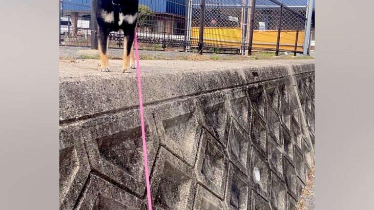 塀に登って歩いていた犬→気付いたら『高い所』まで行ってしまい…困り果てた『表情』に2万いいね「抱っこで降ろしてって顔で草」「可愛すぎｗ」(ブログ)