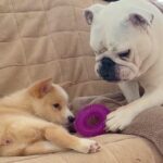 介護が必要な子犬に、先住犬が『大切なおもちゃ』を持ってきて…あまりにも尊い『感動的な光景』に反響「なんて優しい世界…」「涙がでてきた」(ブログ)