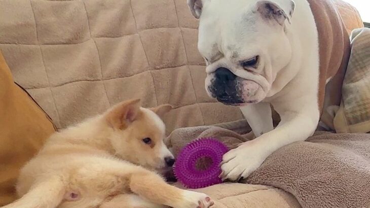 介護が必要な子犬に、先住犬が『大切なおもちゃ』を持ってきて…あまりにも尊い『感動的な光景』に反響「なんて優しい世界…」「涙がでてきた」(ブログ)