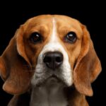 犬に絶対NGな『食器』の特徴4選　考えられるトラブルやおすすめのお皿まで(ブログ)