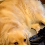 どうしてもお客さんを帰らせたくない犬→玄関に居座って…外に出たくなくなる『可愛すぎる対策』に反響「一生家から出られないｗ」「顔が…」(ブログ)