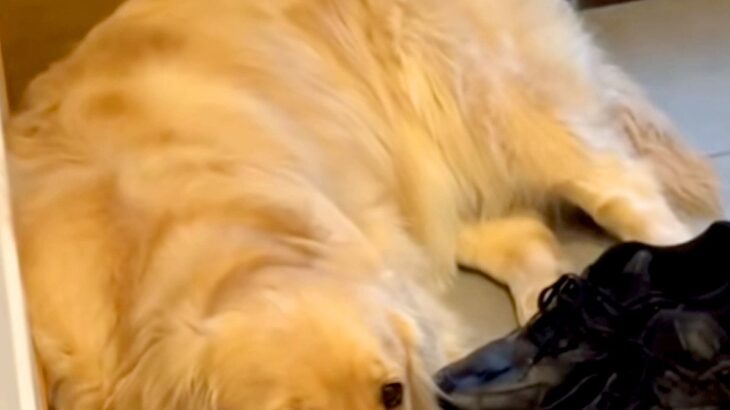 どうしてもお客さんを帰らせたくない犬→玄関に居座って…外に出たくなくなる『可愛すぎる対策』に反響「一生家から出られないｗ」「顔が…」(ブログ)