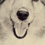 写真の整理をしていたら『20年以上前に撮った愛犬』を発見→よく見てみると…『まさかの気付き』に9万いいね「ダメだ泣ける」「大好きって顔」(ブログ)