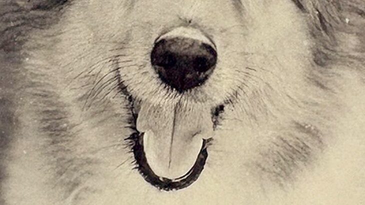 写真の整理をしていたら『20年以上前に撮った愛犬』を発見→よく見てみると…『まさかの気付き』に9万いいね「ダメだ泣ける」「大好きって顔」(ブログ)