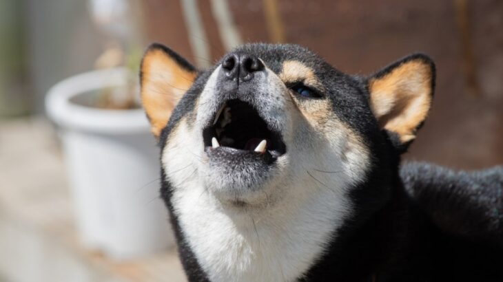 犬を無駄吠えさせてしまう『絶対NG行為』５選　問題行動を助長させる飼い主のタブー行動とは？(ブログ)