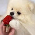 はじめて『高級イチゴ』を口にする犬→おててを添えながら味見して…癒しが止まらない『尊い反応』が14万再生「可愛くてメロメロ」「反則ｗ」(ブログ)