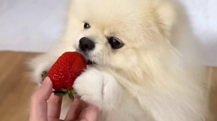 はじめて『高級イチゴ』を口にする犬→おててを添えながら味見して…癒しが止まらない『尊い反応』が14万再生「可愛くてメロメロ」「反則ｗ」(ブログ)