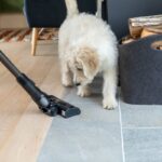 犬が病気になるかもしれない『生活環境』５選　健康被害をもたらす要因や改善策まで(ブログ)