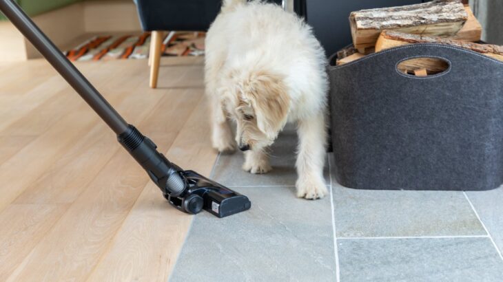 犬が病気になるかもしれない『生活環境』５選　健康被害をもたらす要因や改善策まで(ブログ)