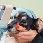 犬が失明する『5つの病気』目が見えなくなってしまう要因や治療法まで(ブログ)