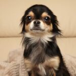 犬が『警戒』しているサイン4つ　恐怖や緊張しているときにやってはいけないタブー行為まで(ブログ)