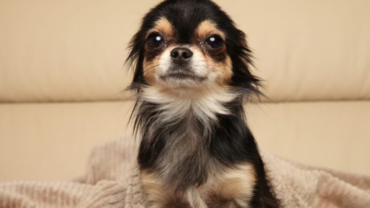 犬が『警戒』しているサイン4つ　恐怖や緊張しているときにやってはいけないタブー行為まで(ブログ)