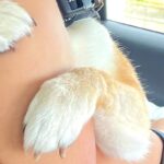 犬の幼稚園に到着した犬→まるで人間の子どものような『登園拒否の方法』に1万いいね集まる「解せぬお顔がｗ」「なんて可愛いの」と絶賛の声(ブログ)