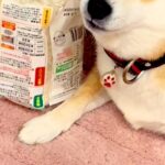 隙を見て『冷凍うどん』を奪い取った犬→完全に守りきってしまい…まさかの『自然解凍』してしまう光景が389万再生「ドヤ顔で草」「死守ｗｗ」(ブログ)
