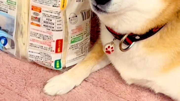 隙を見て『冷凍うどん』を奪い取った犬→完全に守りきってしまい…まさかの『自然解凍』してしまう光景が389万再生「ドヤ顔で草」「死守ｗｗ」(ブログ)