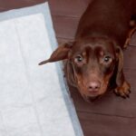 犬に『トイレを覚えさせる』5つのコツ　 押さえておきたいしつけのポイントまでご紹介(ブログ)